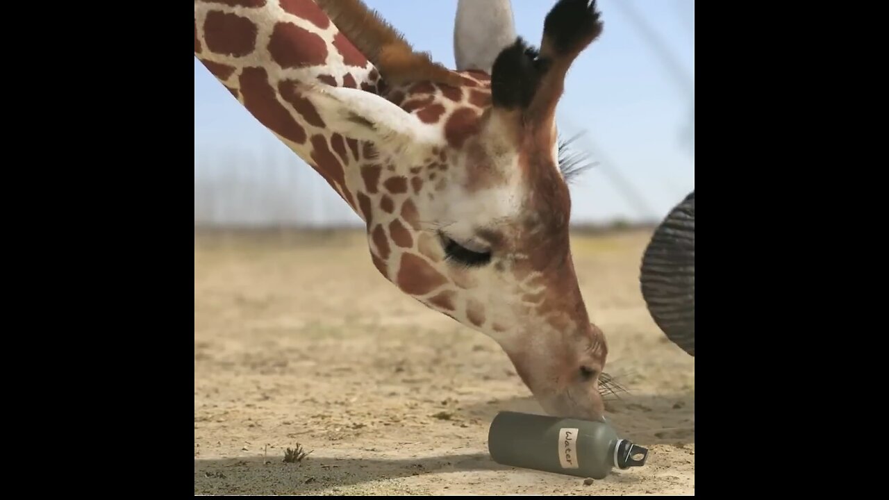 Fun