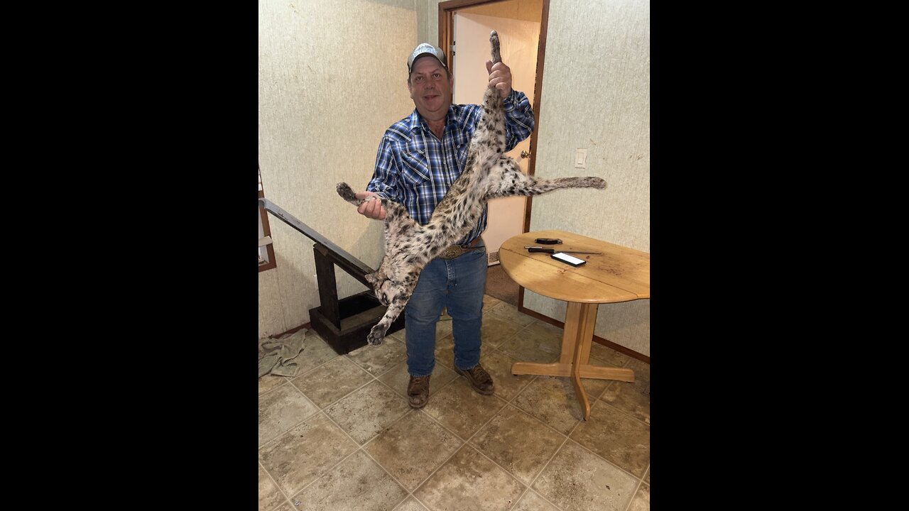 Baited Trail for Bobcats