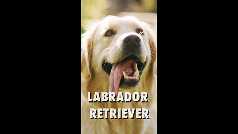 Labrador Retriever - Hunderassen