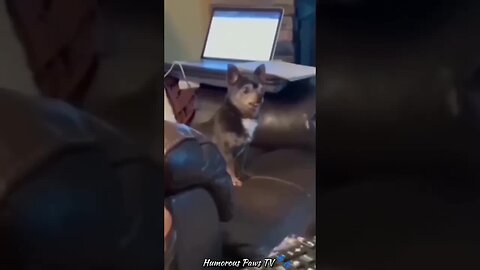 Funny animals 2024😂- Funniest Cats and Dogs Video😹🐶 #40