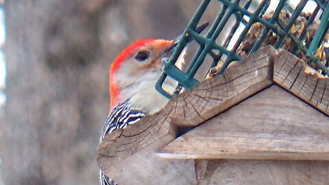 Red-bellied woodpecker