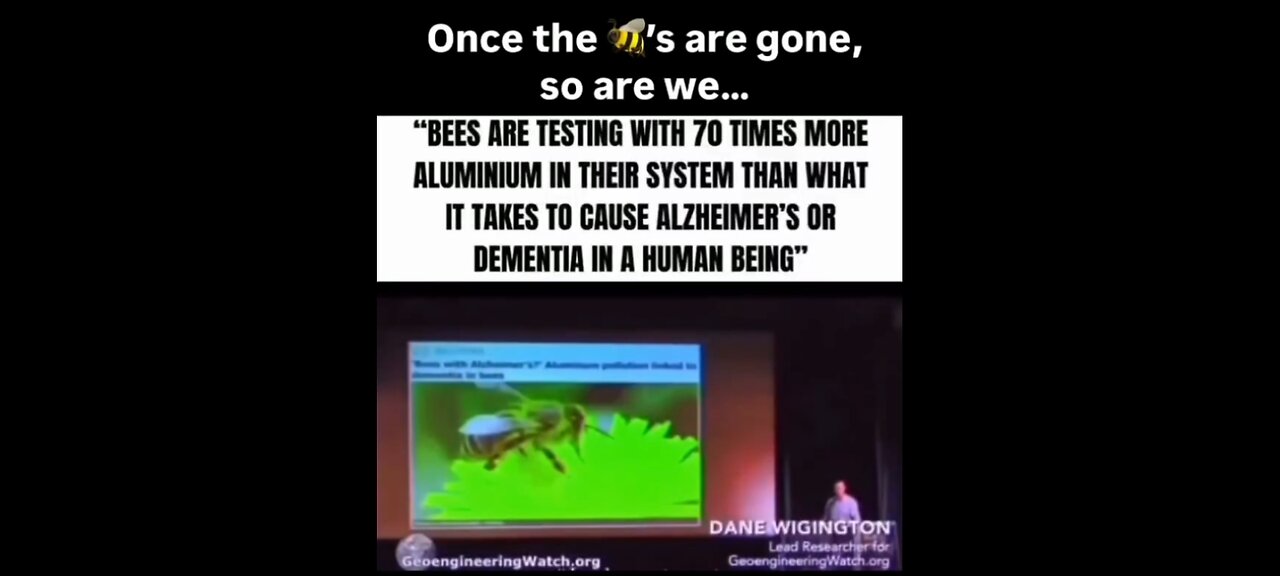 BEES : DANE WIGINGTON