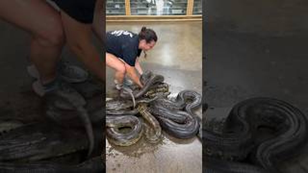 ANACONDA'S GALORE😲😱