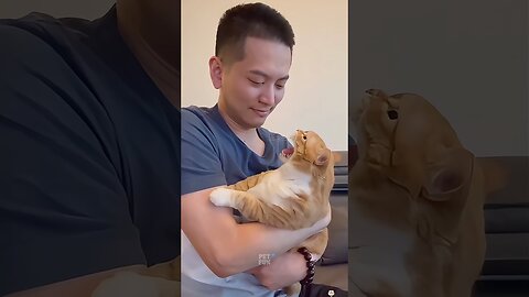 Animals Doing The FUNNIEST Things #funnyanimals #animals #pets #shorts