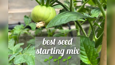 🌱best seed starting mix + identifying a stressed tomato plant🍅