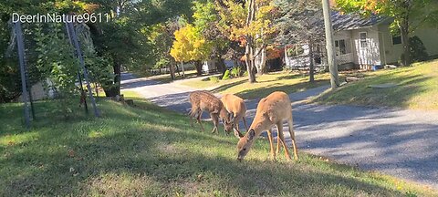 Young fawns starting to lose their spots