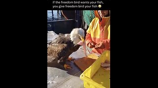 If the freedom bird wants your 🐠, you give freedom bird your 🐟