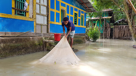 Fish in the yard of a house in flood water