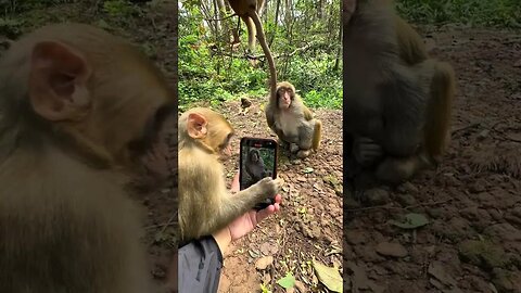Curious monkey