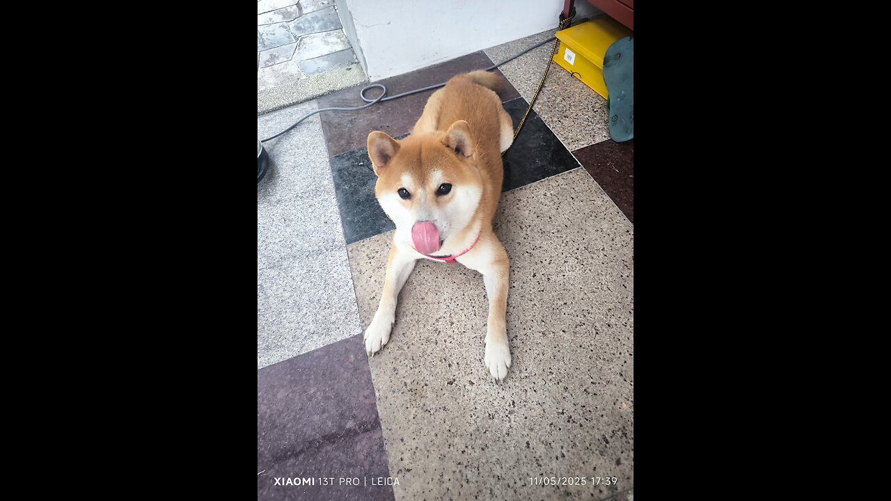 shiba inu dog