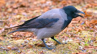 Hooded Crow Looking for Peanuts Amongst Grass and Leaves