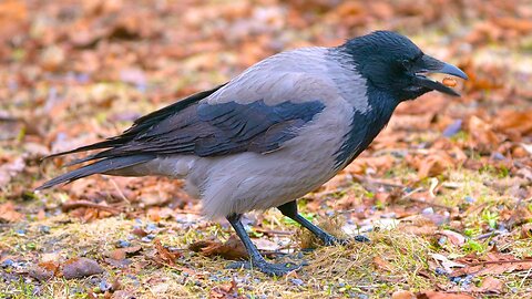 Hooded Crow Looking for Peanuts Amongst Grass and Leaves