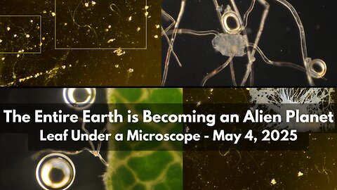 The Entire Earth is Becoming an Alien Planet: Leaf Under a Microscope - May 4, 2025