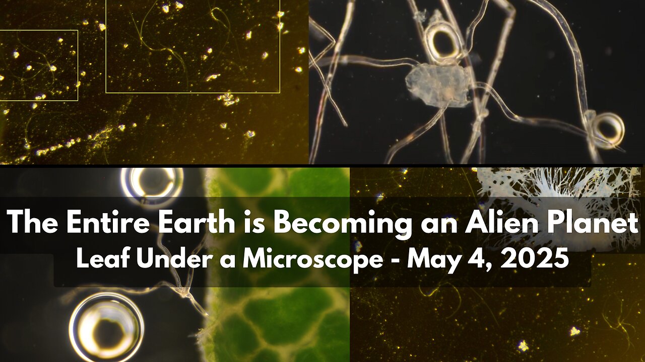 The Entire Earth is Becoming an Alien Planet: Leaf Under a Microscope - May 4, 2025