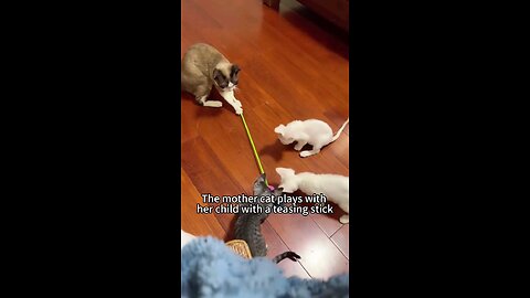 Adorable Kittens Doing Funny Things