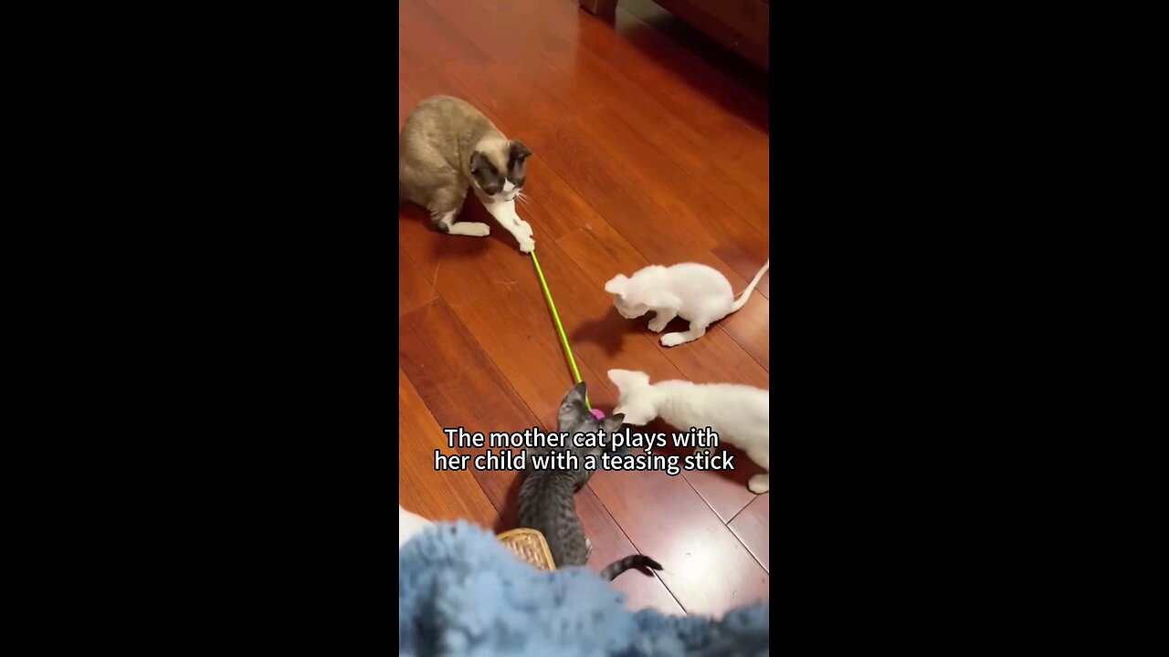 Adorable Kittens Doing Funny Things