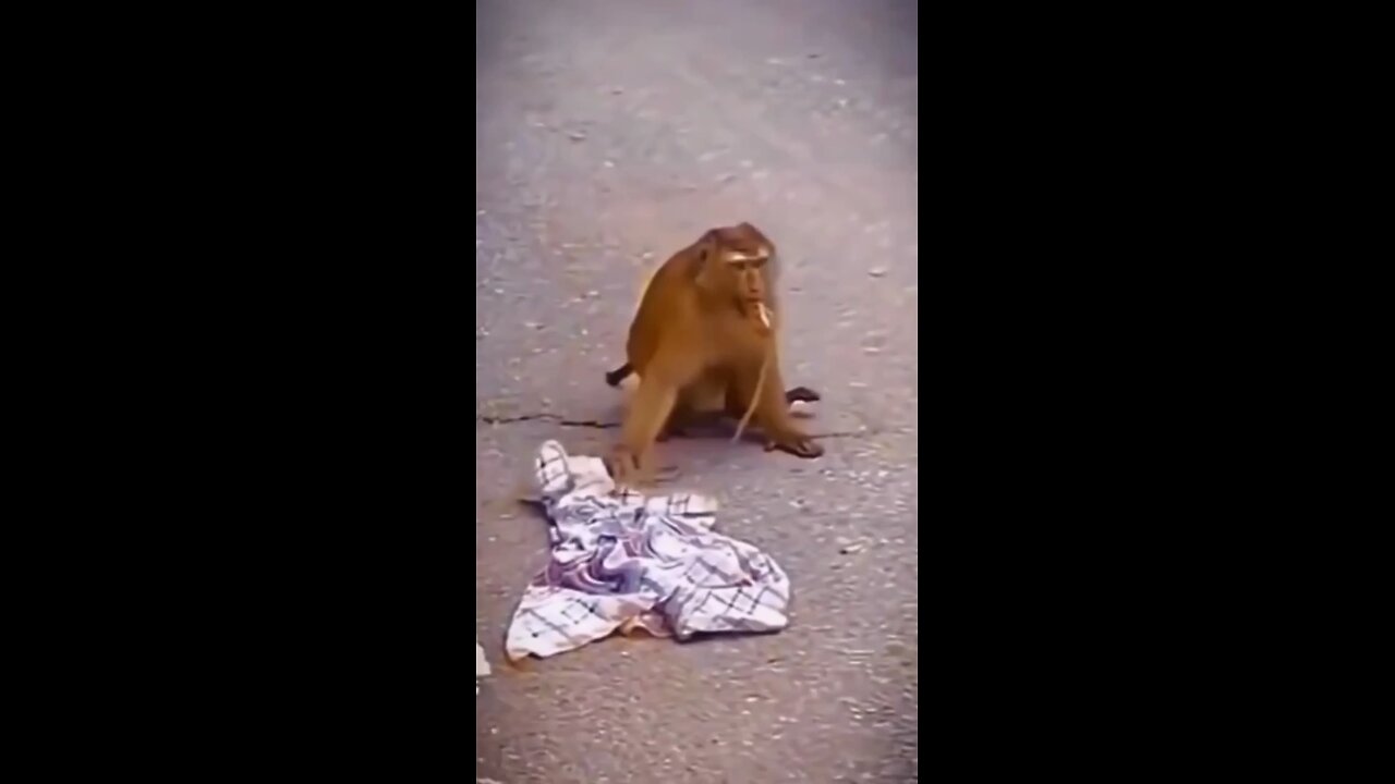 funny animals 😂🤣