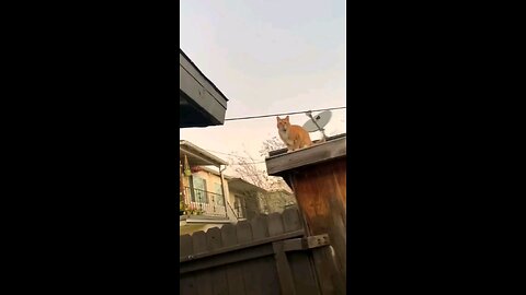 funny cat