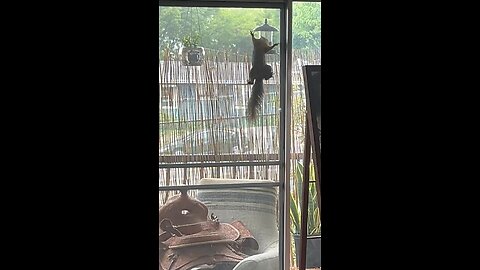 Squirrel Friend 🐿️