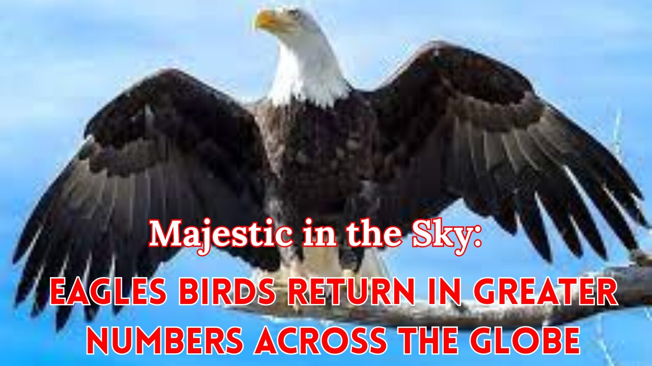 Majestic in the Sky: Eagles Birds Return in Greater Numbers Across the Globe