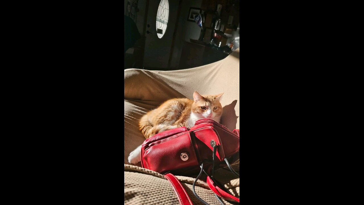 Meow Video of Sir Pineapple 🍍