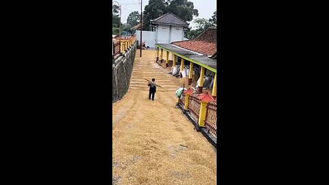 berniat baik malah gak baik niat ingin jemur padi tapi malah?