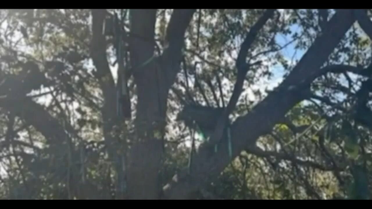 Hunting Tree Stand Found Set Up Where Trump Exits Airforce One!