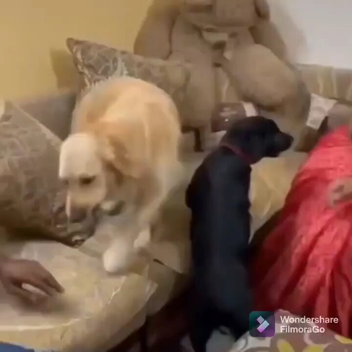 Everything was planned from the beginning Funny 😄