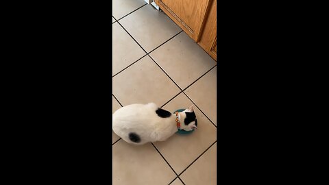 Pablo loves eating