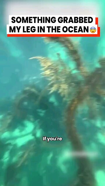 "Respect the Seals: Look, Don't Touch! #OceanSafety