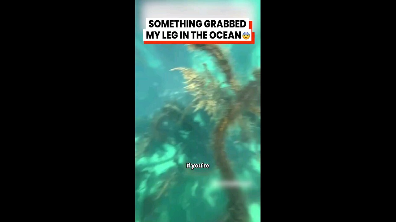 "Respect the Seals: Look, Don't Touch! #OceanSafety