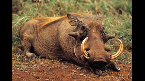 Suidae Pigs