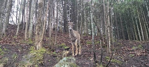 Deer are listening
