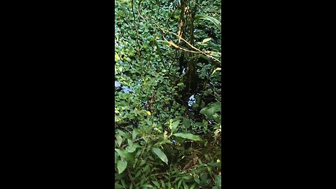 Fishing a,black fish