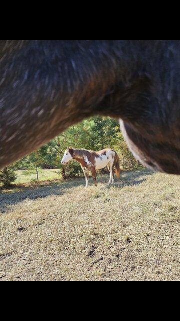 Primping in a pasture!