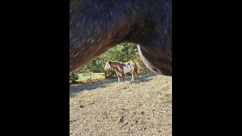 Primping in a pasture!