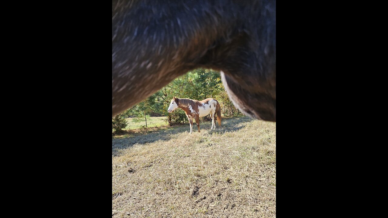 Primping in a pasture!
