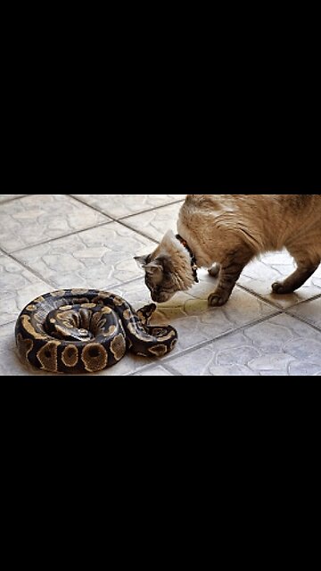 Cat VS Snake