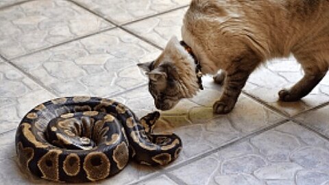 Cat VS Snake