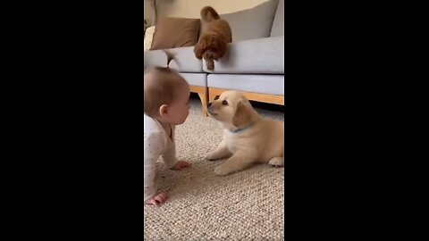 Child & Dog Barking Funny