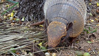 This mother armadillo eating her palm nuts is truly adorable
