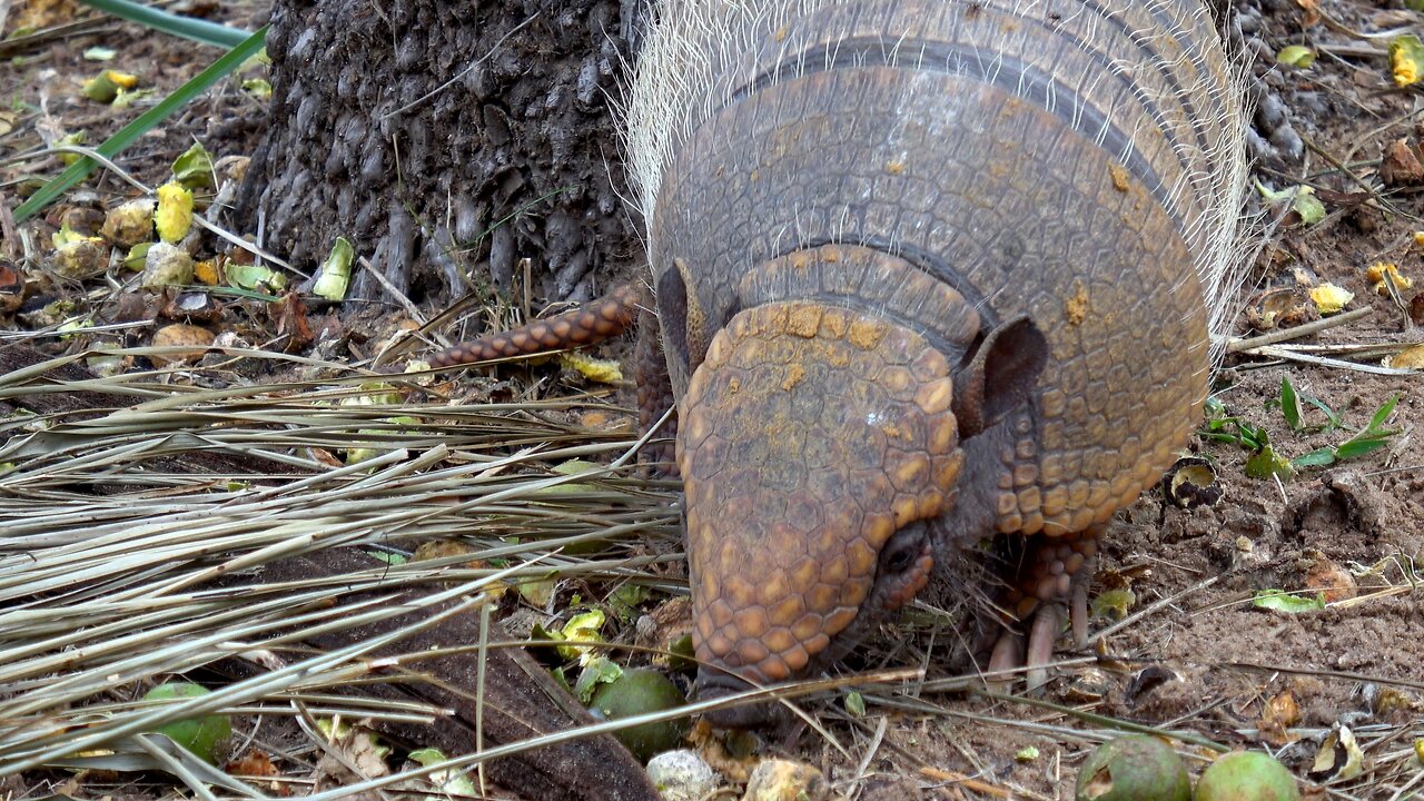 This mother armadillo eating her palm nuts is truly adorable