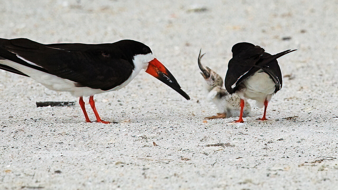Adorable Black Skimmer Chick Gets Fed!