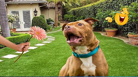 2025’s Funniest Dogs & Cats 😂 You Won’t Stop Laughing! | You Laugh You lose 😍😸😹 #Ep70