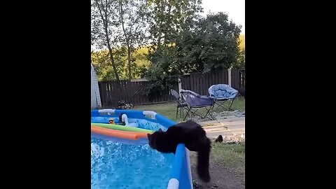 Funny Cats