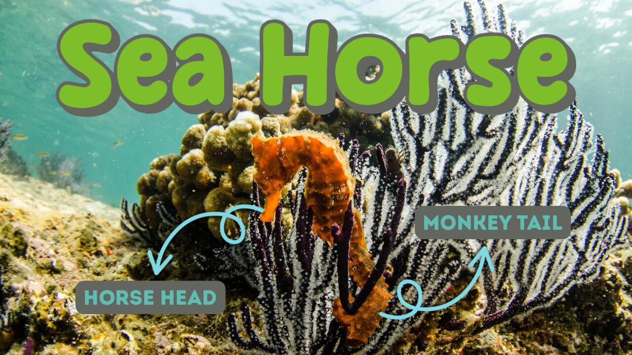 Sea Horse: The Most Unique Fish in the Sea
