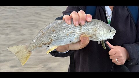 Southern California Surf Fishing Report 1 23 26