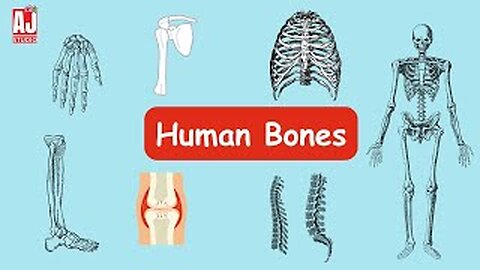 Human Bones for Kids | Learn Skeleton System | Educational Body Parts Song 😊