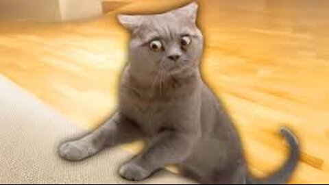 Cat Videos of the Decade