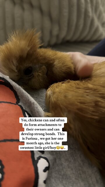 Furiosa Silkie Chicken